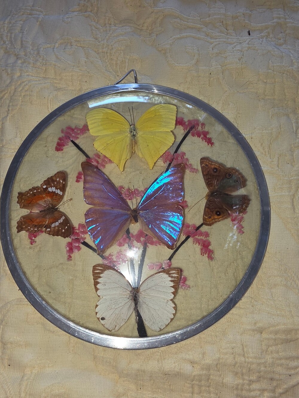 Framed Butterfly Collection